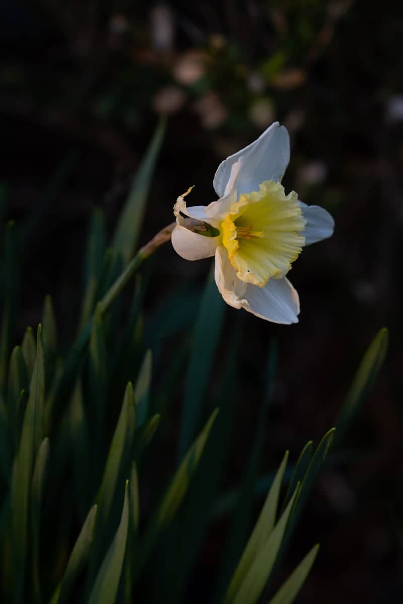 Carroll Garden Flora - Image 1