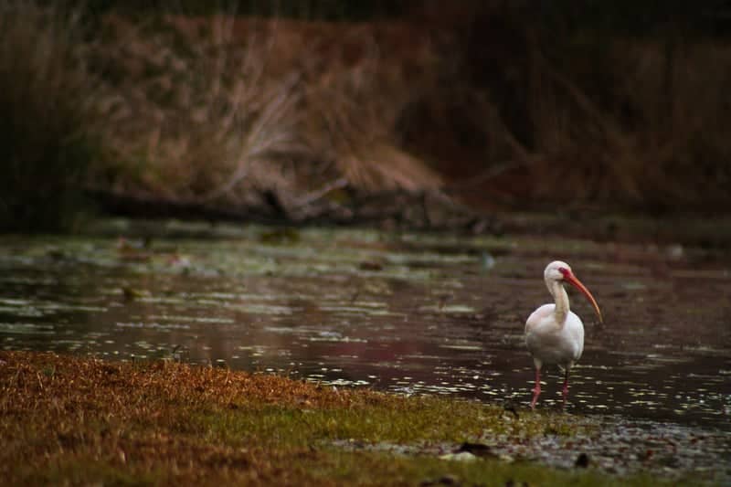 Bonifay Wetland Pond - Image 1