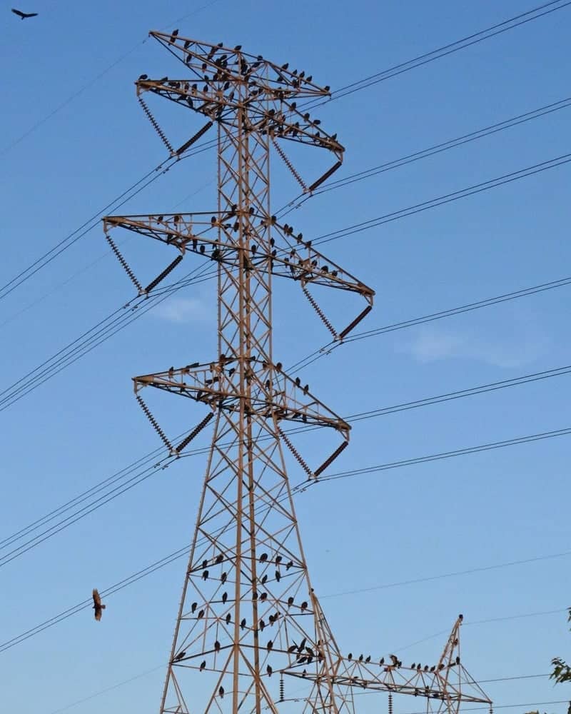 Burnsville Vulture Roost Tower - Image 1