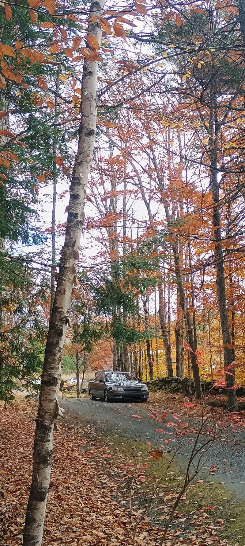 Newport Autumn Forest Road - Image 1
