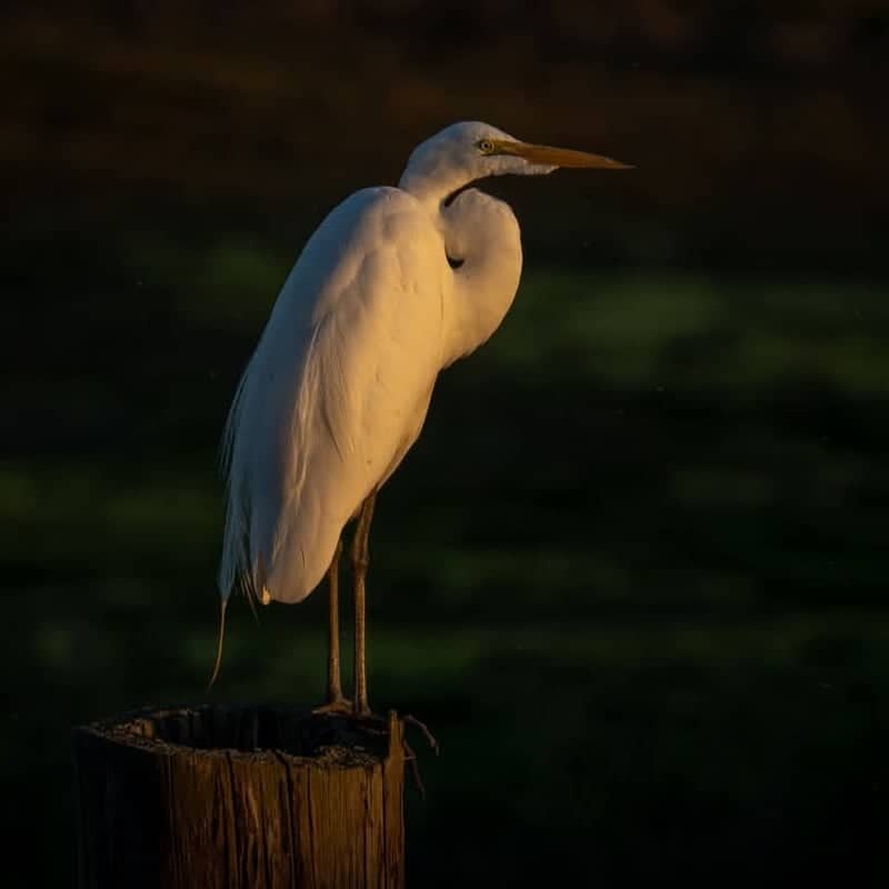 Sacramento River Delta Wetlands - Image 1