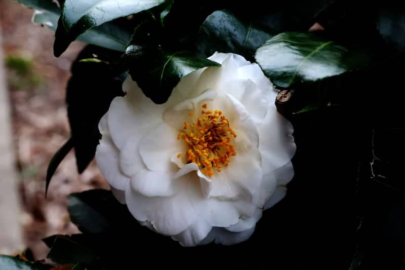 Lexington Garden Camellias - Image 1