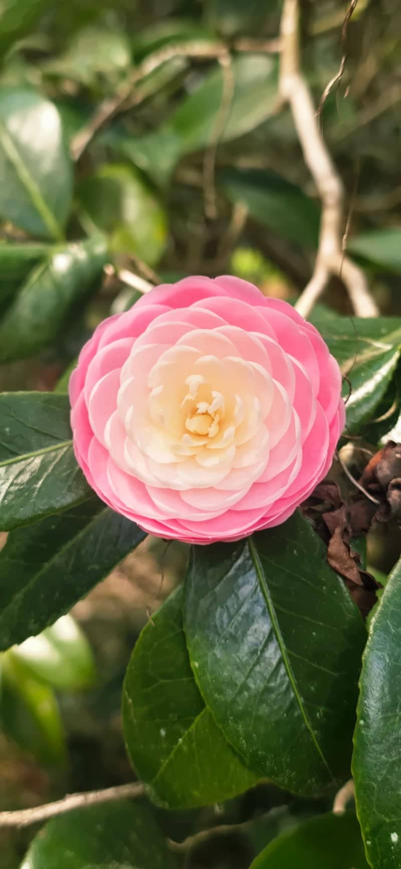 Windbrook Garden Camellias - Image 1
