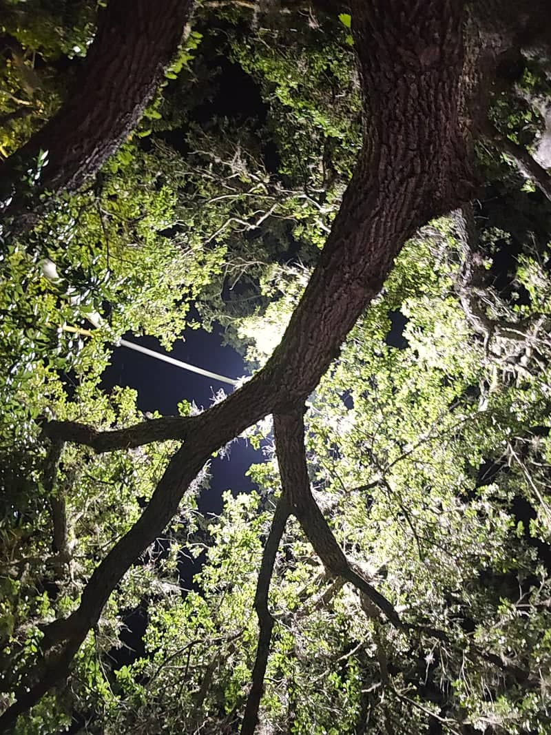Gainesville Live Oak Canopy - Image 1