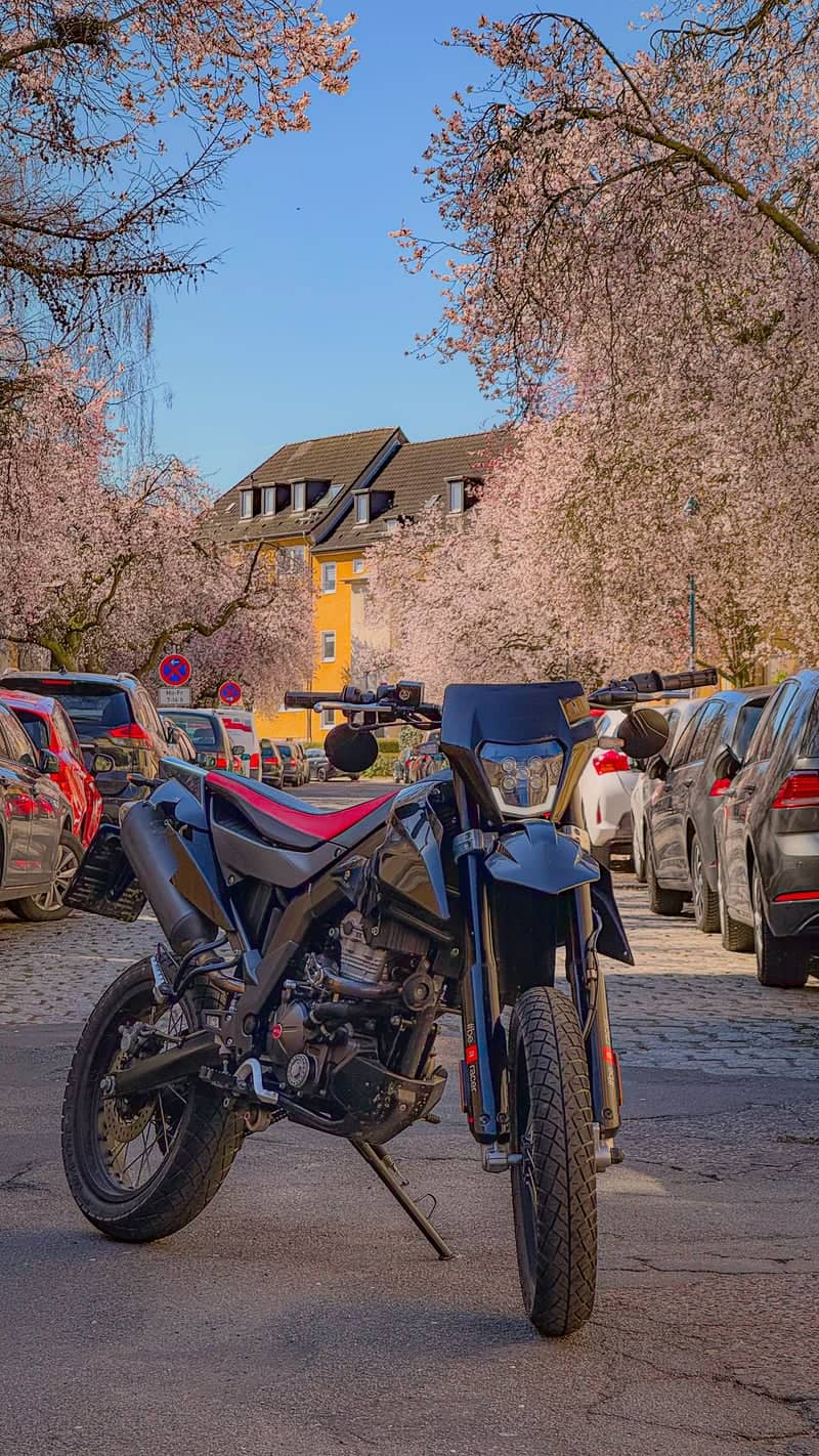 Kieler Straße Cherry Blossoms - Image 1