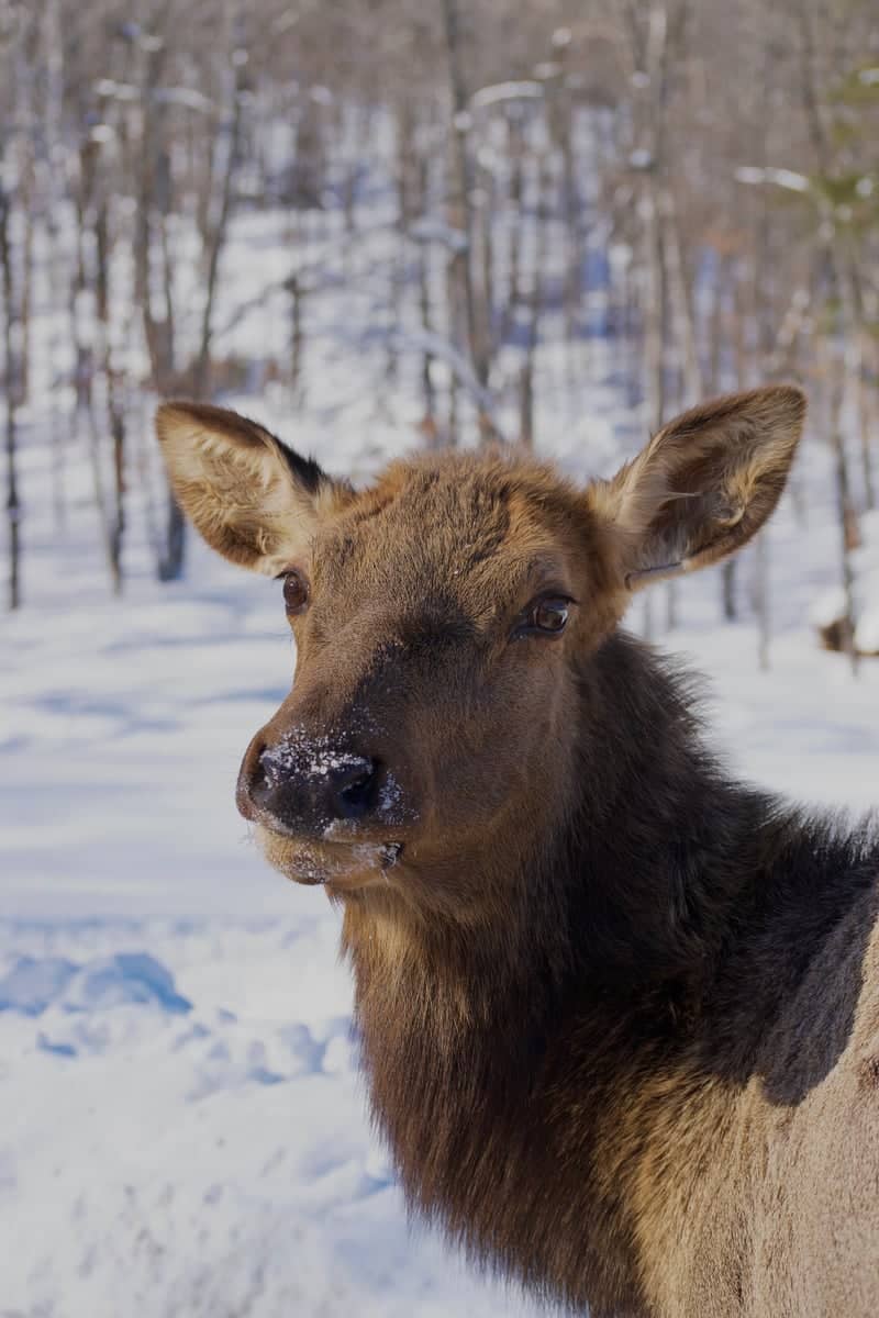 Parc Omega - Image 1