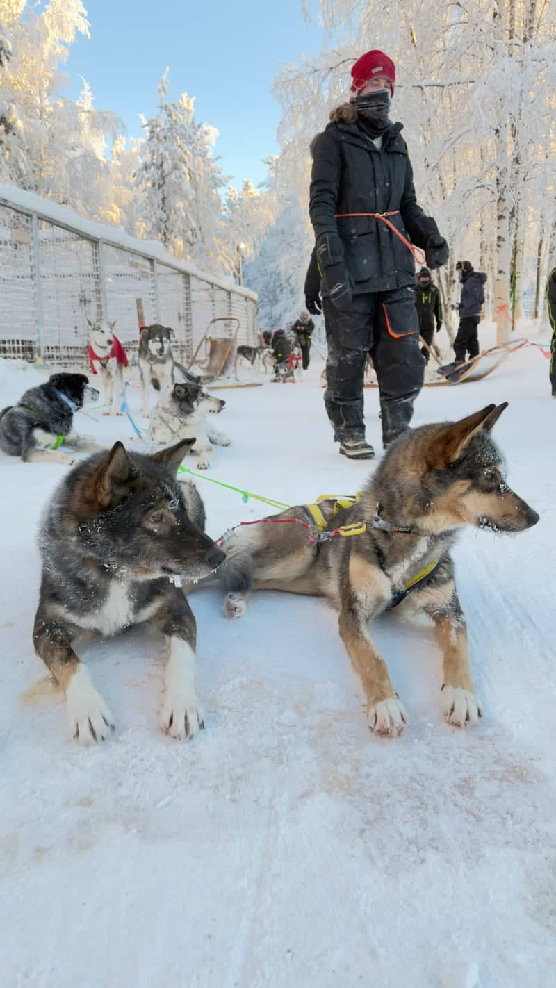 Ivalo Husky Camp - Image 1