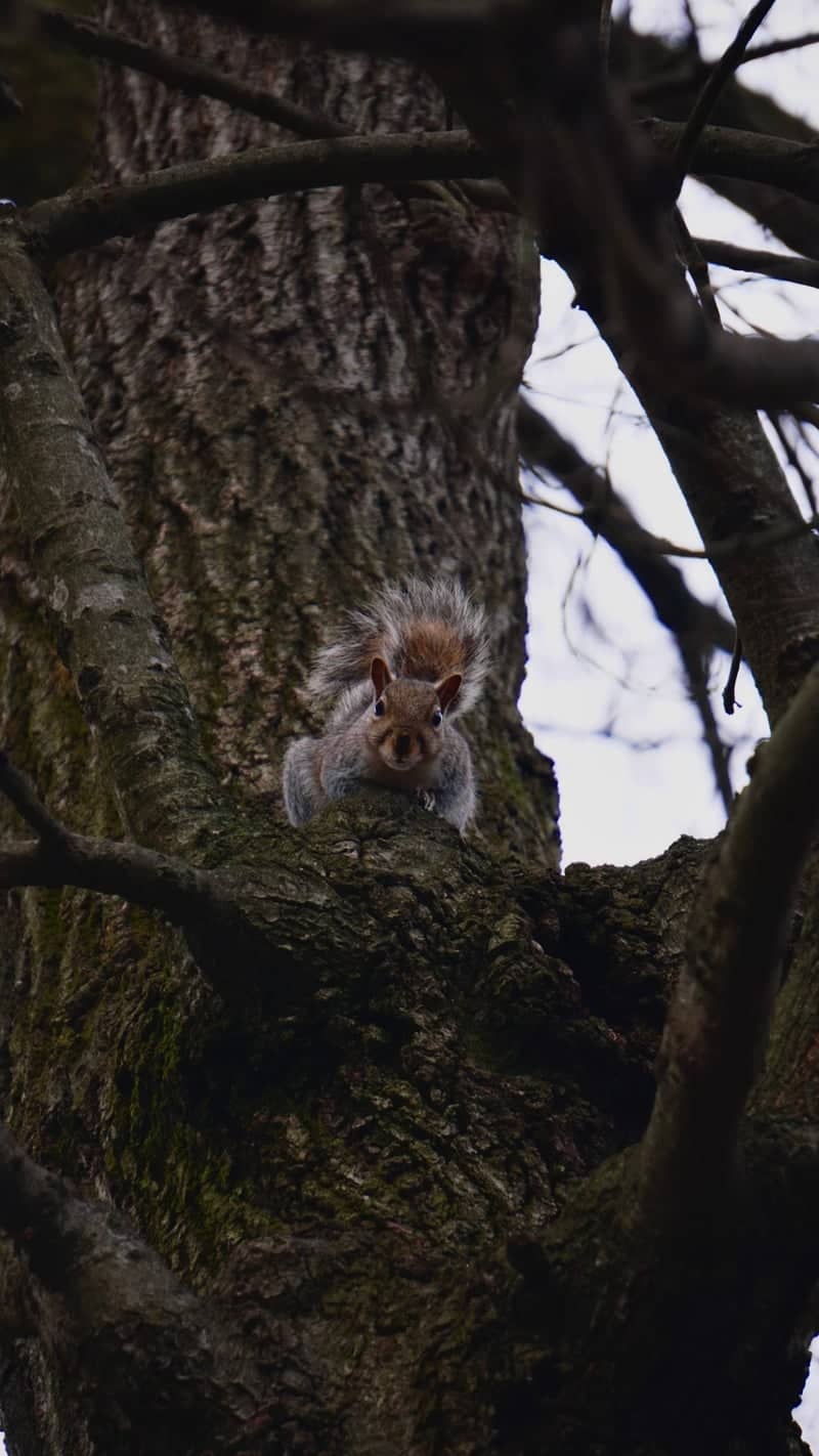 Riverdale Suburban Wildlife Spot - Image 1