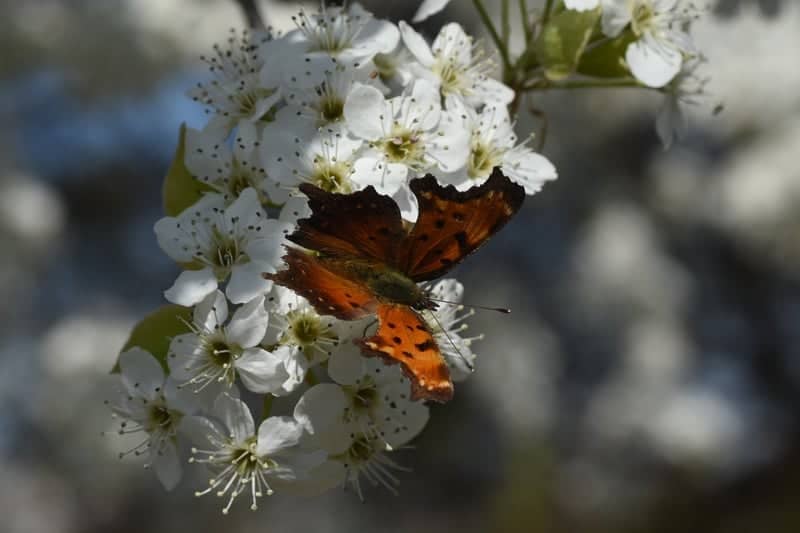 Columbus Spring Blossoms - Image 1