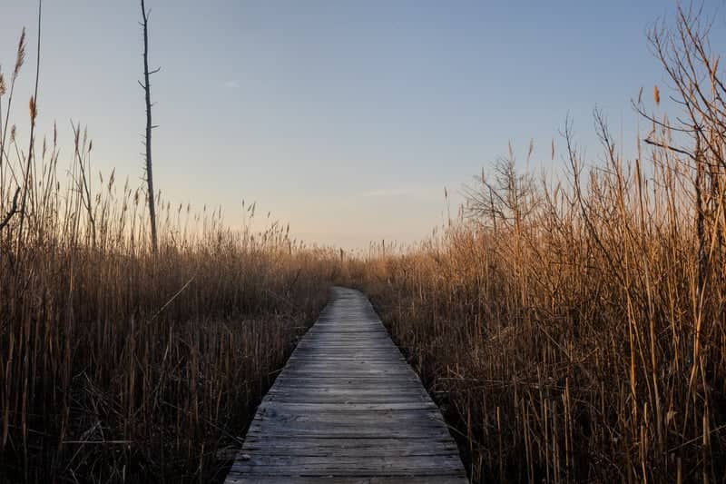 Cattus Island County Park Boardwalk - Image 1