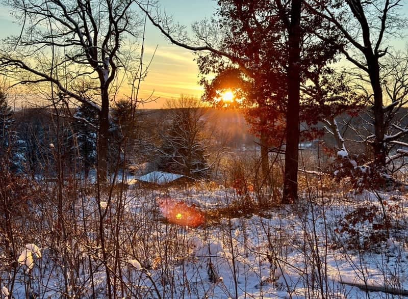 Elk Mound Winter Woods - Image 1