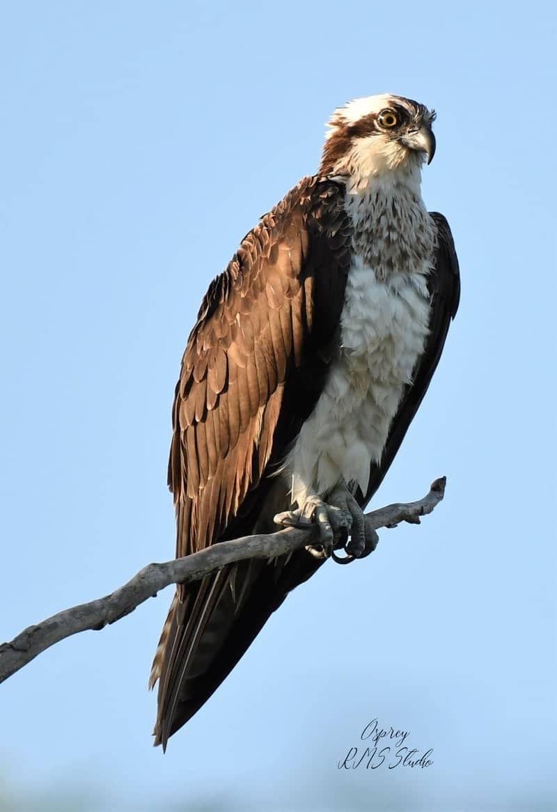 Oneida River Wildlife Area - Image 1