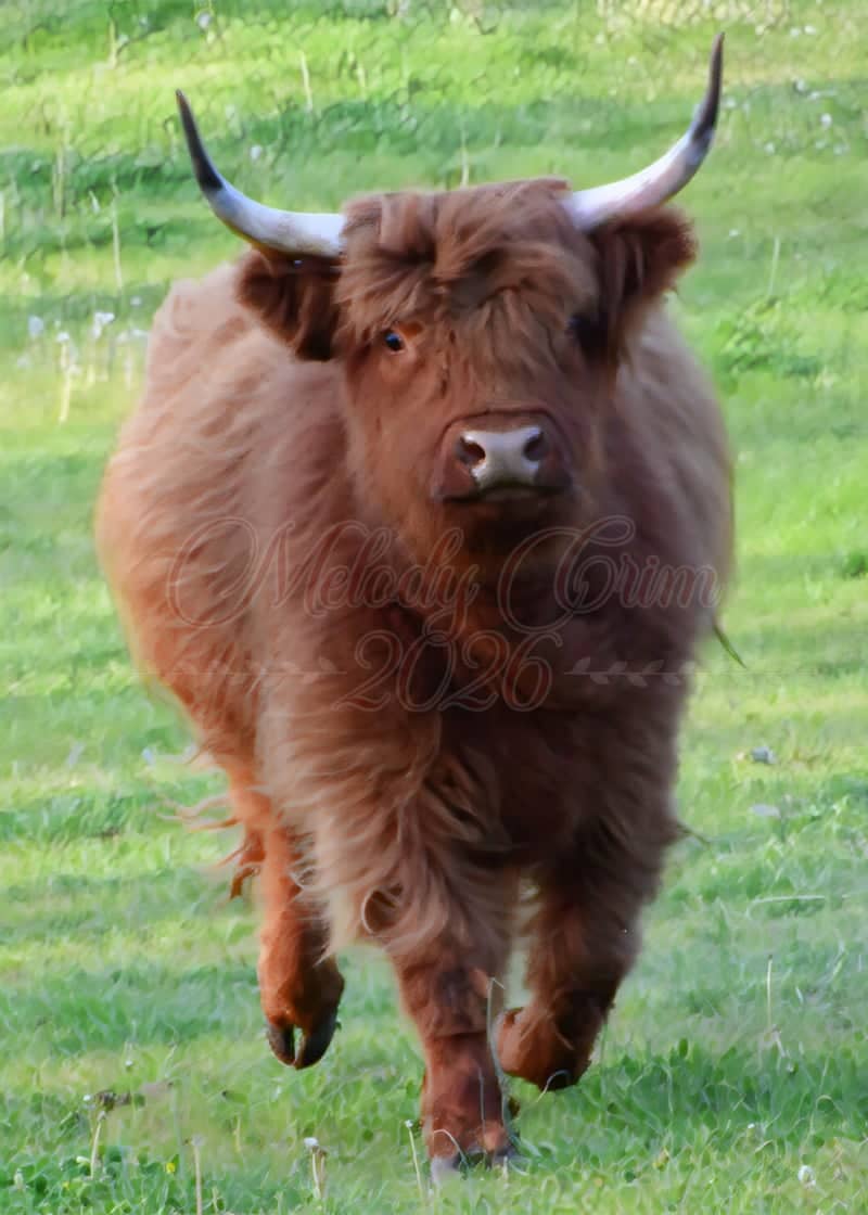 Morrison Cove Farm - Image 1