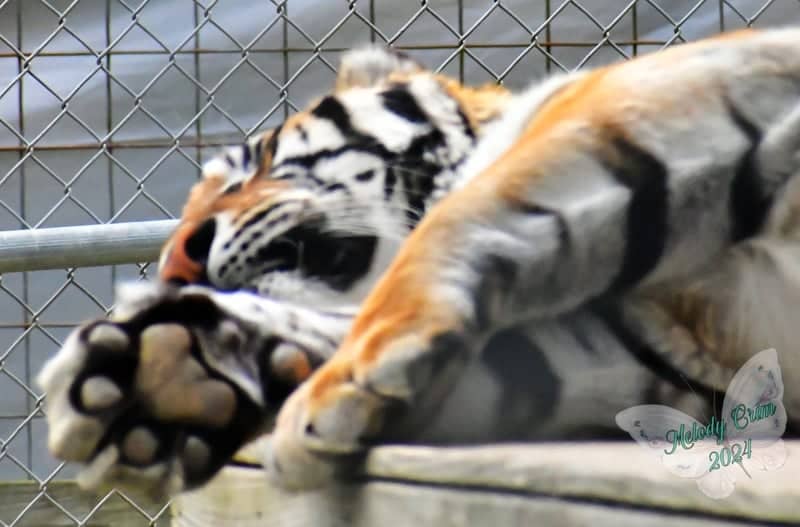 Little Ponderosa Zoo and Rescue - Image 1