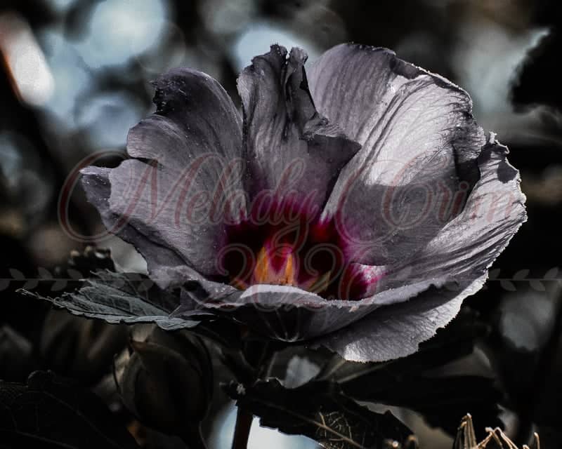 McMinnville Greenway - Image 1