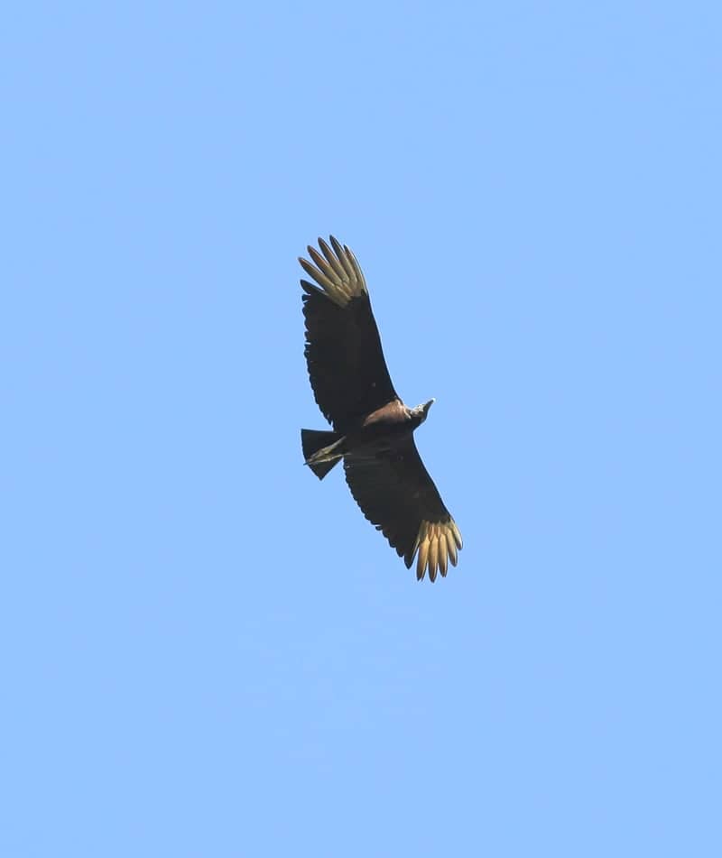 Nosara Coastal Skies - Image 1