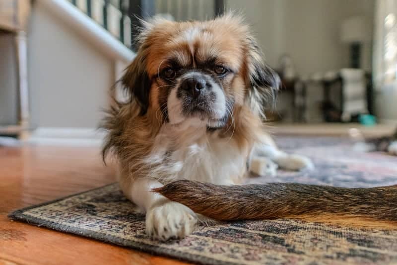 Summerville Residential Pet Portrait Spot - Image 1