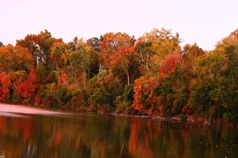 Savannah River Autumn Bank - Image 1