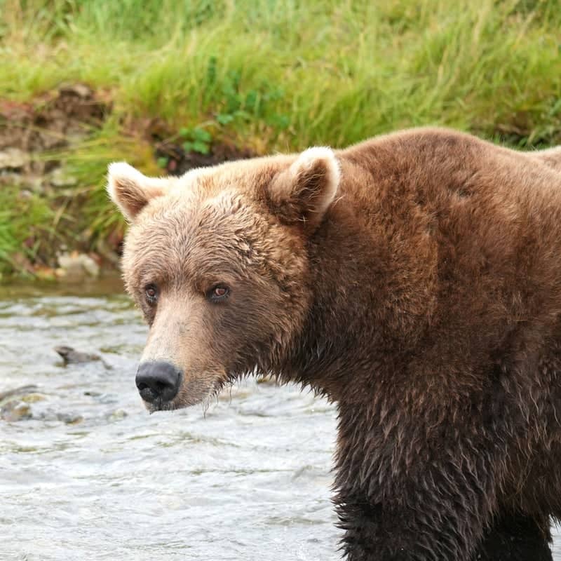 Brooks River Bear Viewing - Image 1