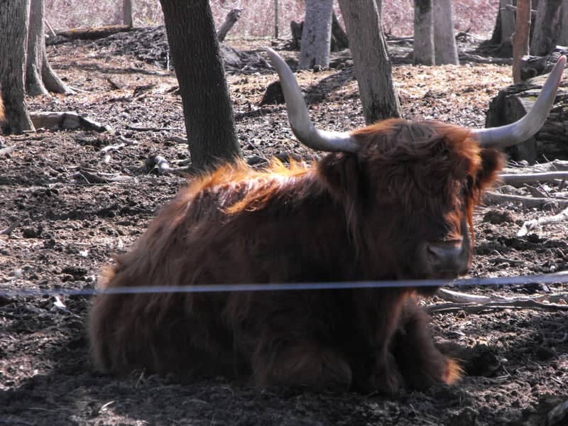 Highland Cattle Pasture, Edgerton - Image 1