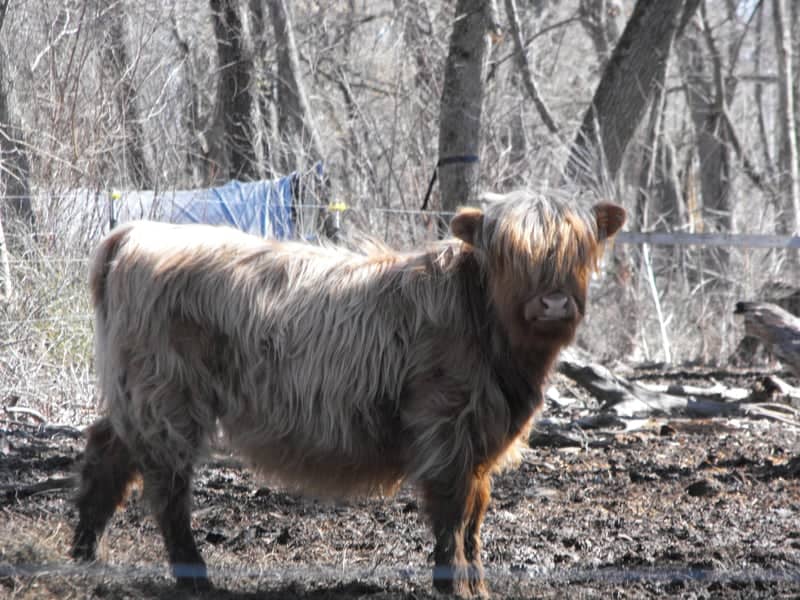 Highland Cattle Farm, Edgerton - Image 1