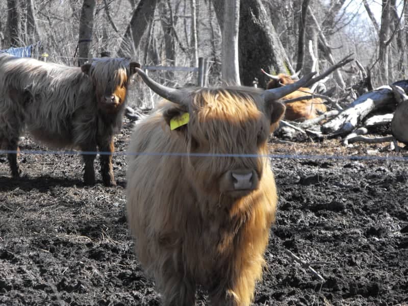 Pennycook Road Highland Cattle Farm - Image 1