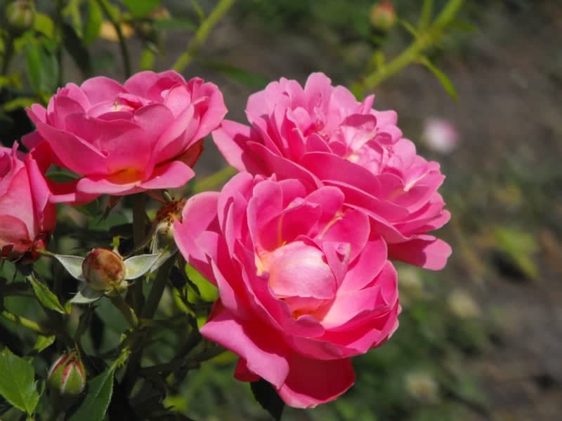 Boerner Botanical Gardens - Image 1