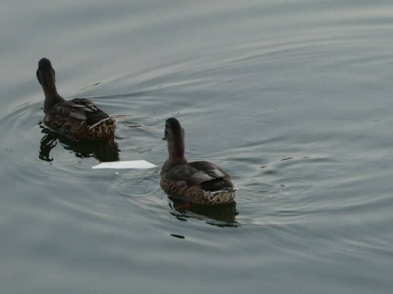 McKinley Park Waterfront - Image 1