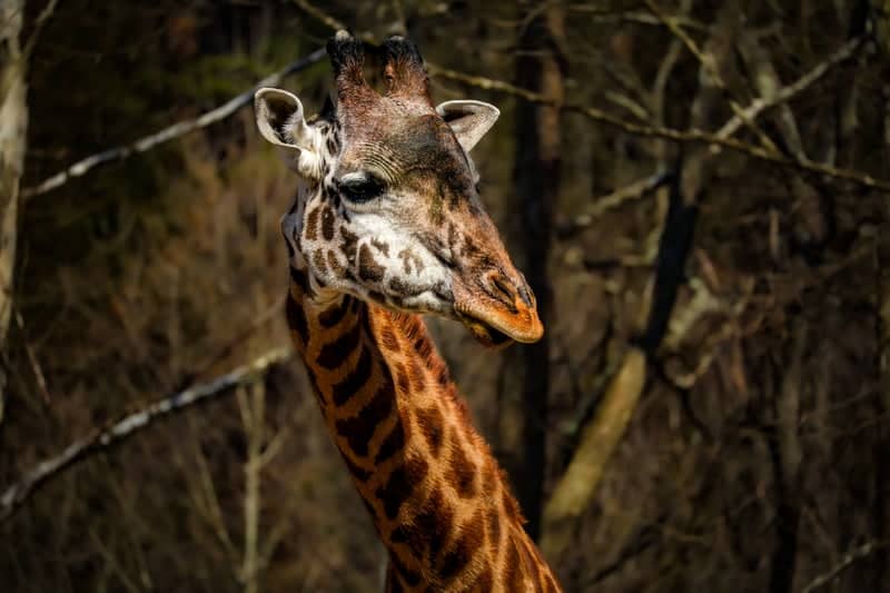 Lehigh Valley Zoo - Image 1