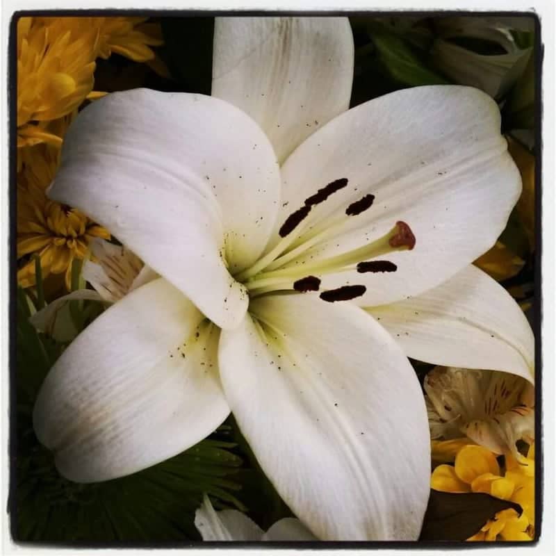 Westfield Downtown Floral Display - Image 1
