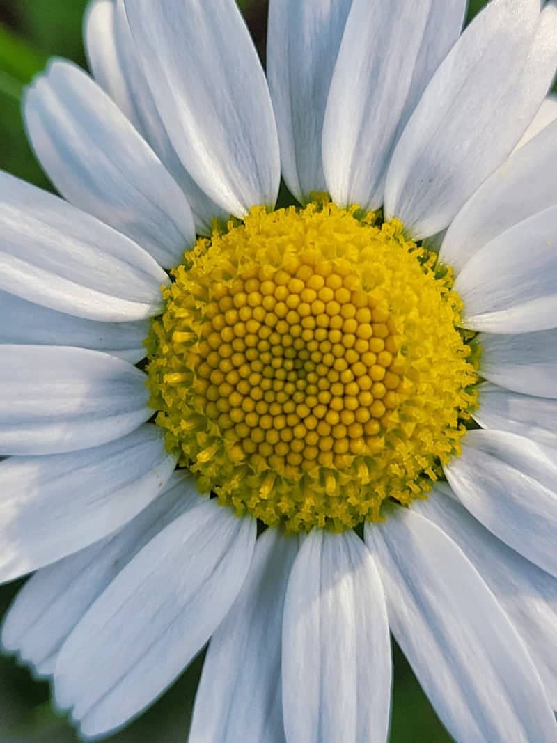 Webster Wildflower Meadows - Image 1