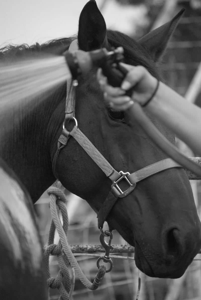 Coal Hill Equestrian Farm - Image 1
