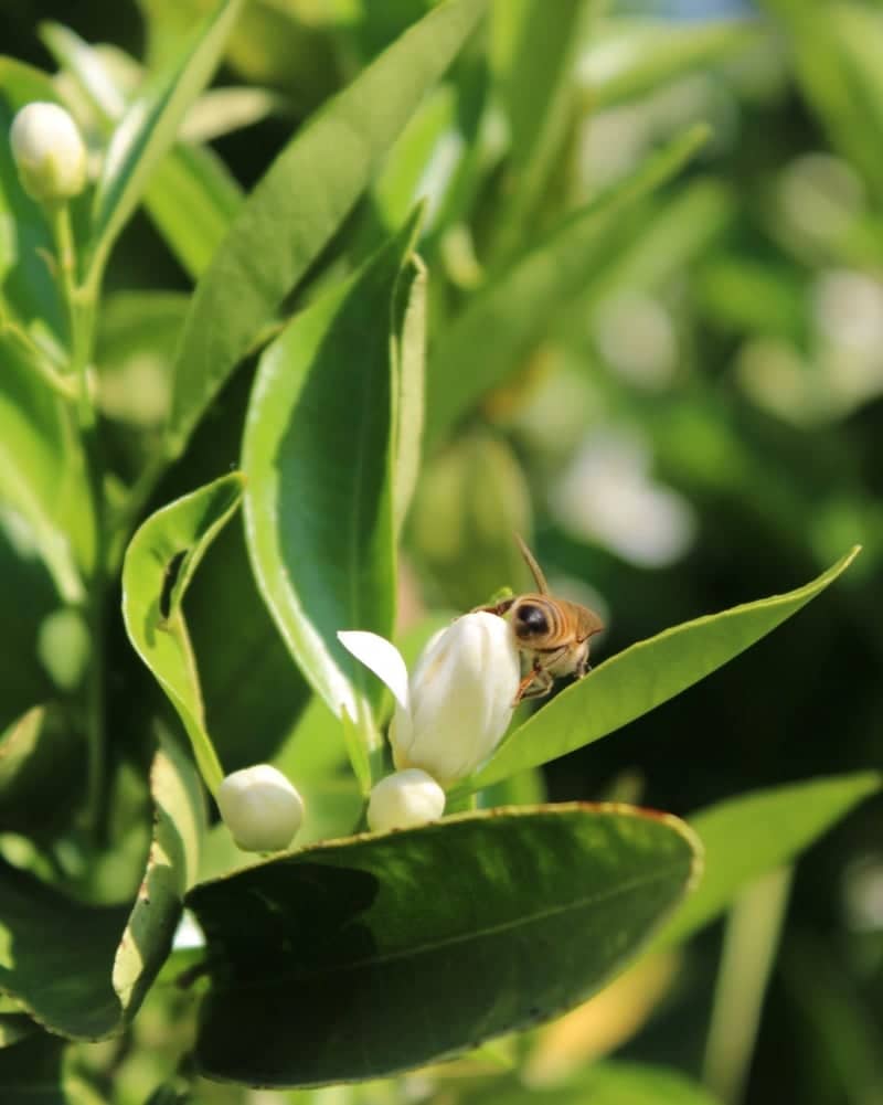 Clovis Citrus Garden - Image 1