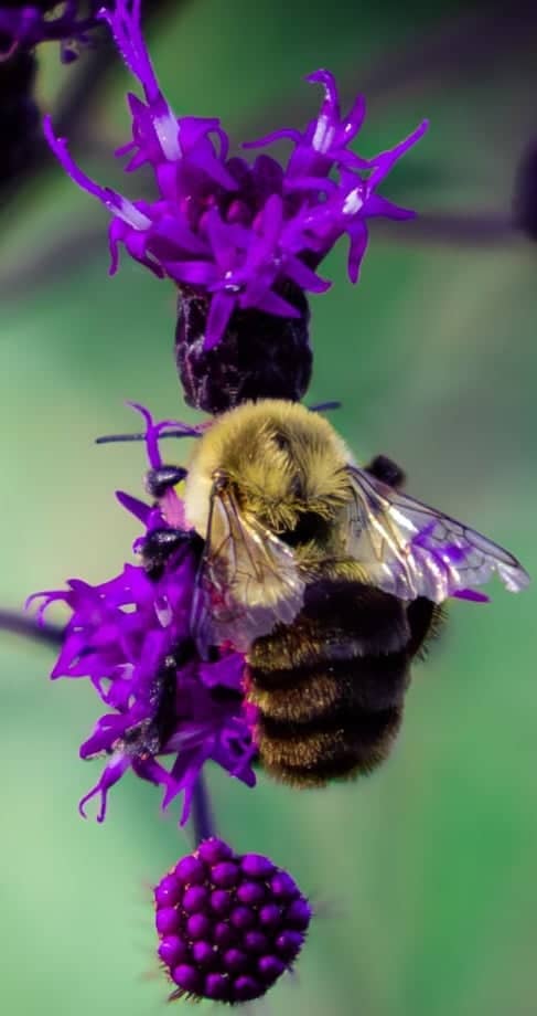 Saint Louis Zoo - Image 1