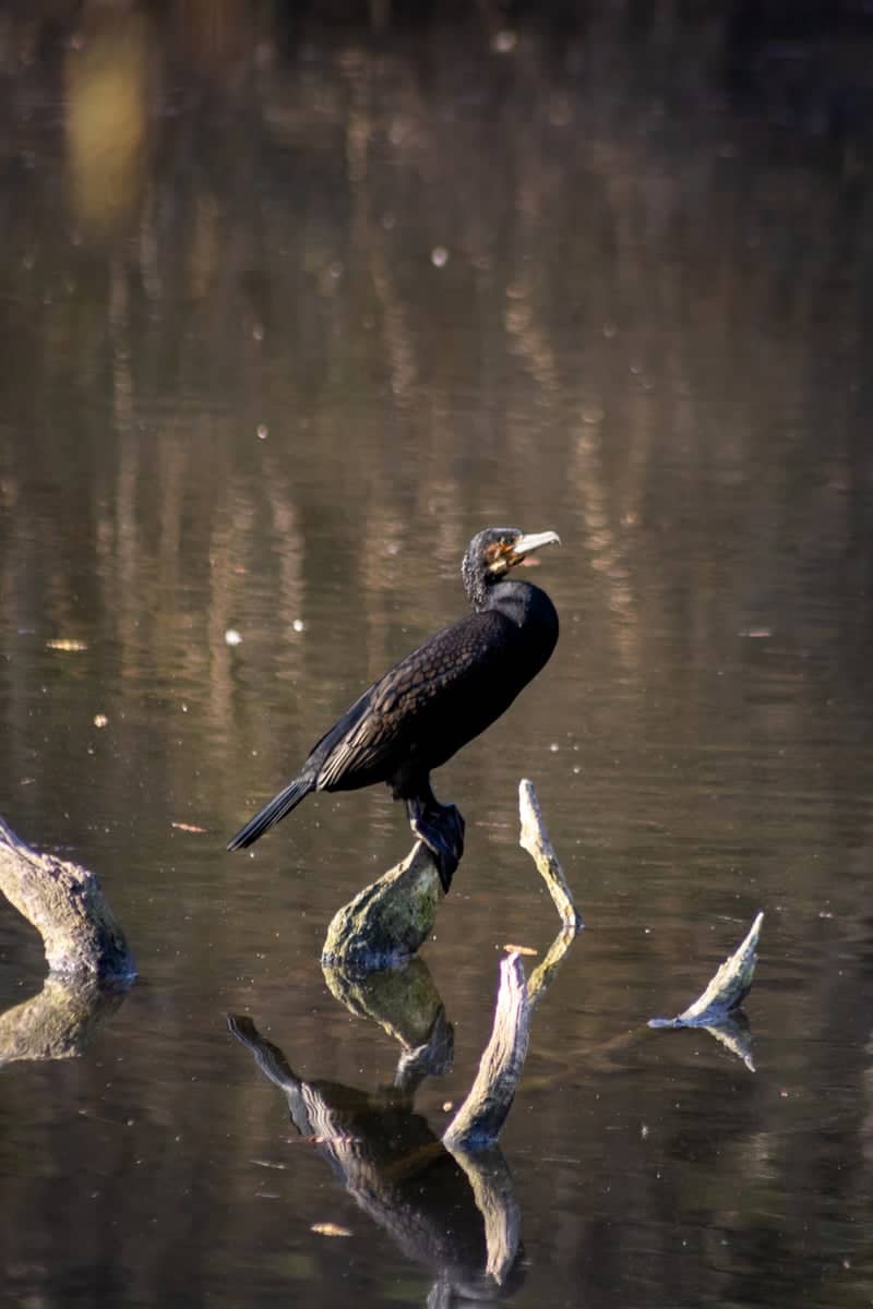 Zevenbronnen Nature Reserve - Image 1