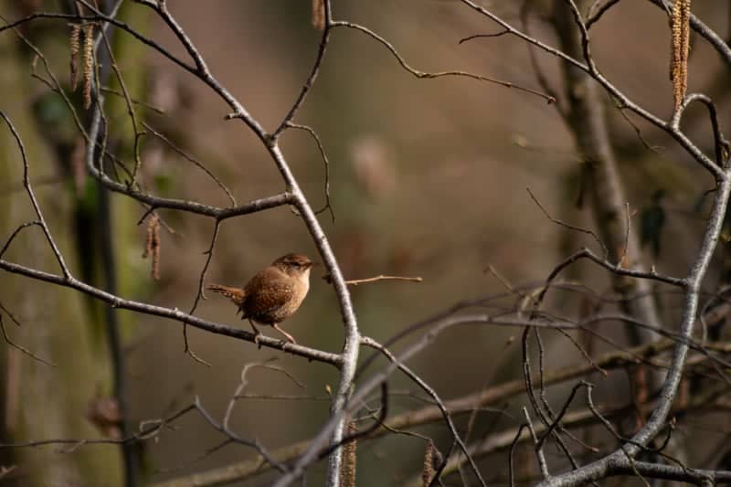 Zevenbronnen Nature Reserve - Image 1