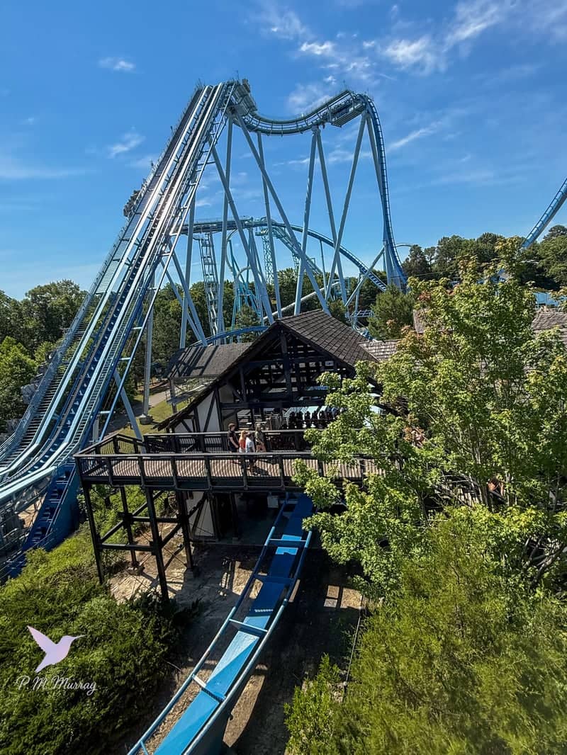 Griffon at Busch Gardens Williamsburg - Image 1