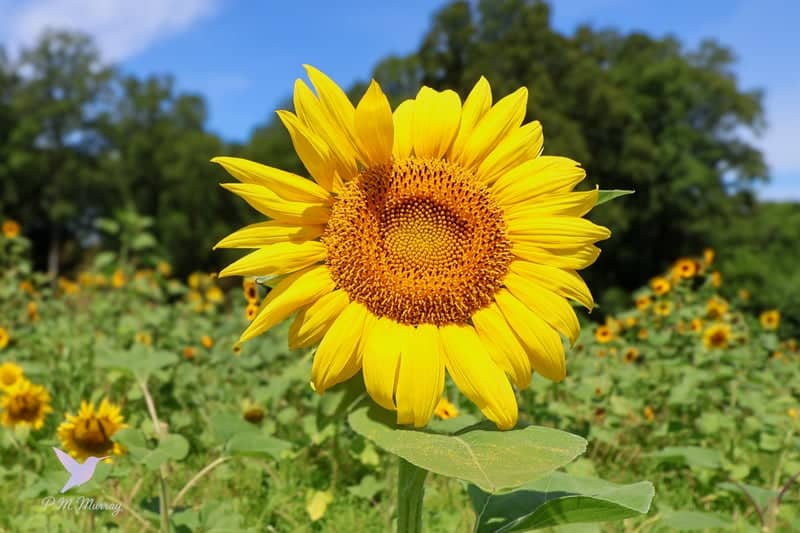Sweethaven Farm - Image 1