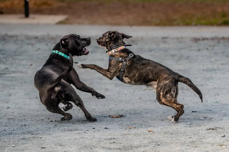 King Farm Dog Park - Image 1