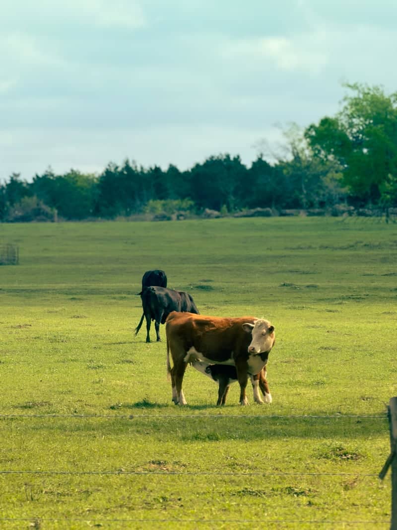 New Waverly Cattle Pasture - Image 1