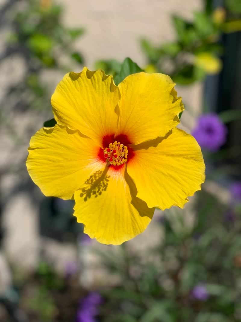 Boynton Beach Tropical Garden - Image 1