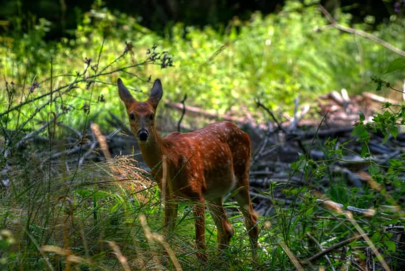 Manistique Woodlands Wildlife - Image 1