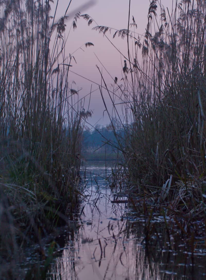 Veendam Reed Canals - Image 1