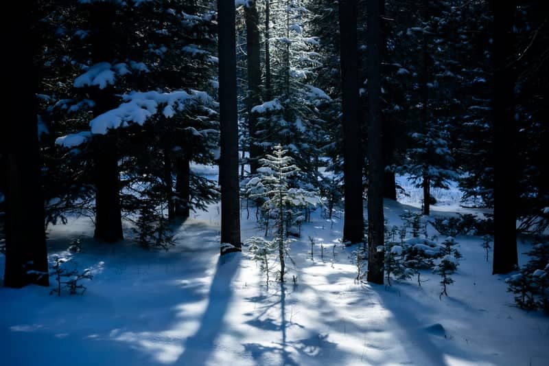 Casper Mountain Forest - Image 1