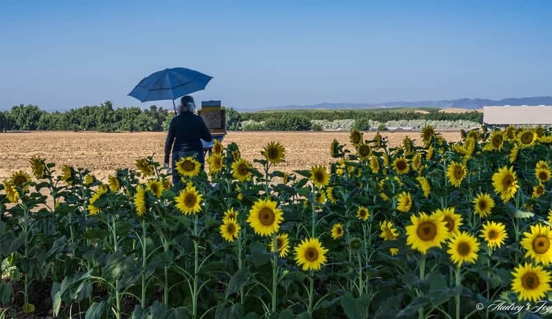 Woodland Sunflower Fields - Image 1