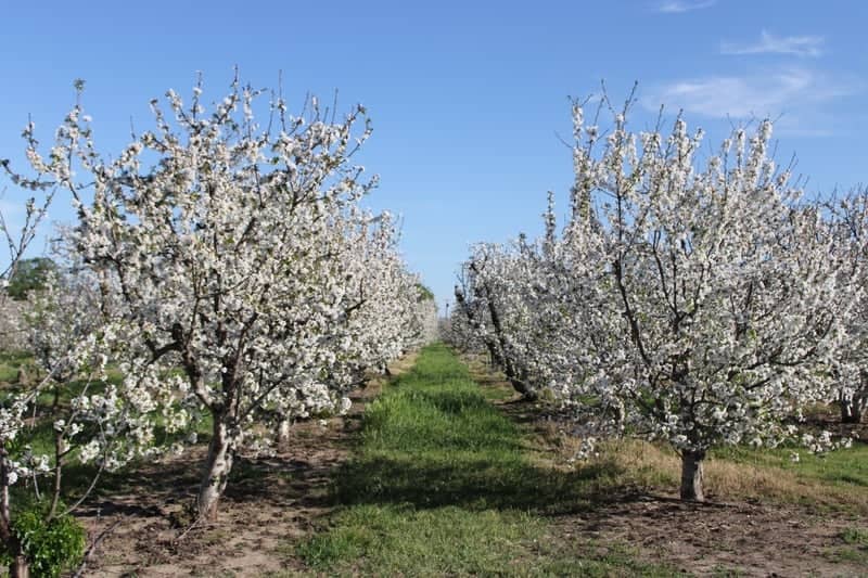 Lodi Blossom Orchard - Image 1