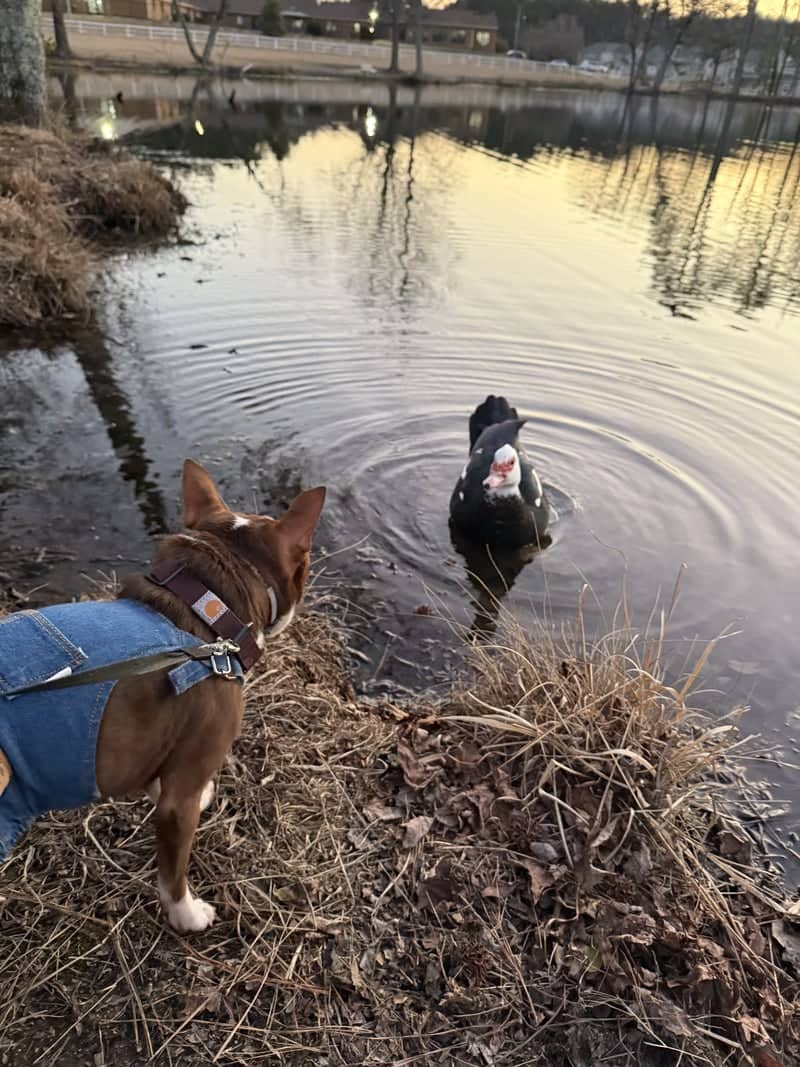 Pinehurst Avenue Pond - Image 1
