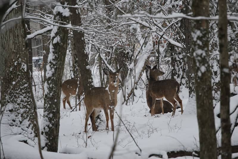 Pocono Mountains Winter Woods - Image 1