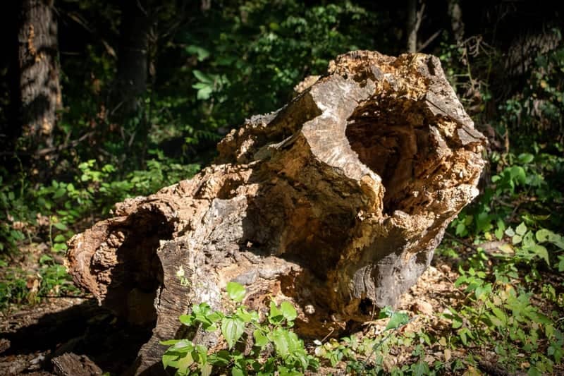 Cave Spring Park Woodland - Image 1
