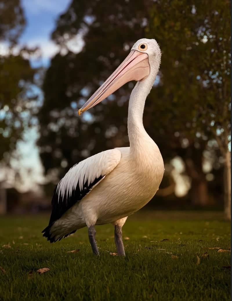 Yarrawonga Foreshore - Image 1